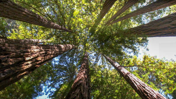 How Our Tree Care Process Works  in  Pleasant Run Farm, OH